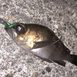 年明けは癒しのライトゲーム！