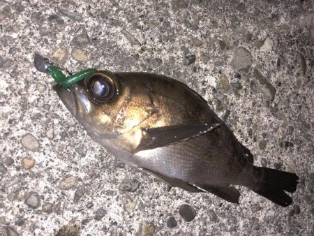 年明けは癒しのライトゲーム！