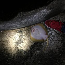 激寒期モンスターハント