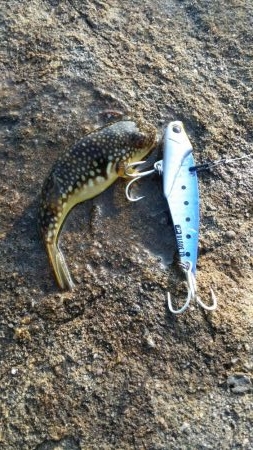 ちっこいのばっかっ！