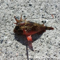 ファミリーフィッシングの釣り初