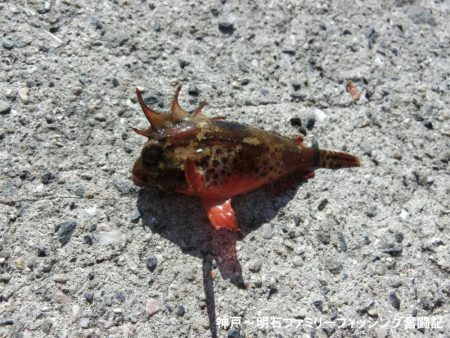 ファミリーフィッシングの釣り初