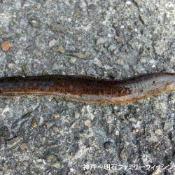 落とし込みでアイナメ狙い