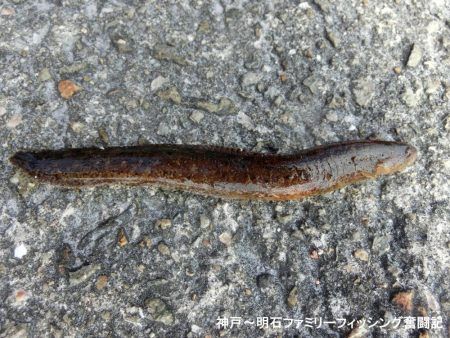 落とし込みでアイナメ狙い