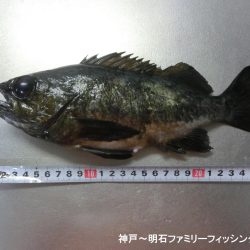 今年初のメバルは27㎝