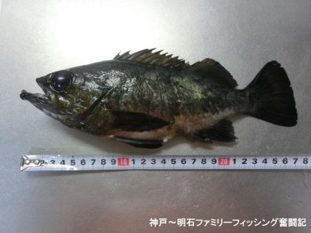 今年初のメバルは27㎝