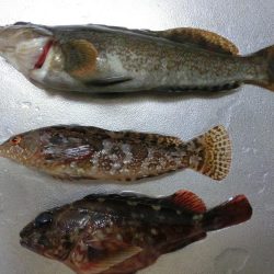 午後から根魚狙い