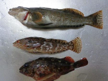 午後から根魚狙い