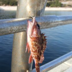 いきなりのアイナメ２３．５㎝