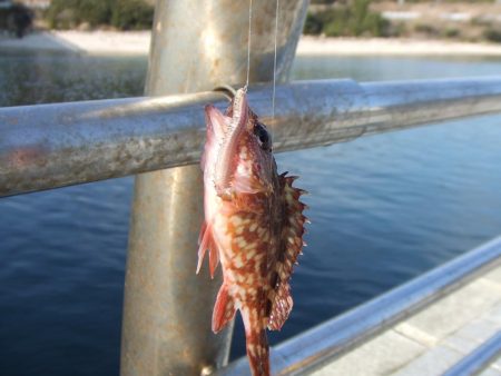 いきなりのアイナメ２３．５㎝