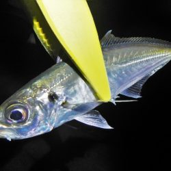 良い引きでした