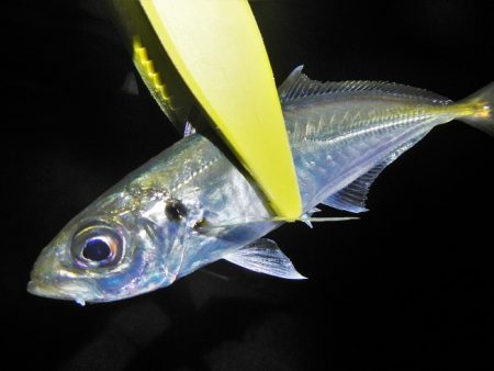 良い引きでした