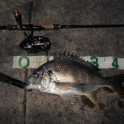 ベイトはマイクロか？。