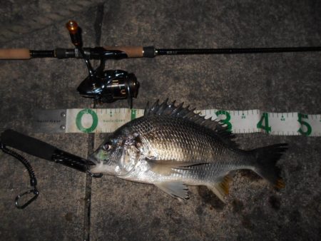 ベイトはマイクロか？。