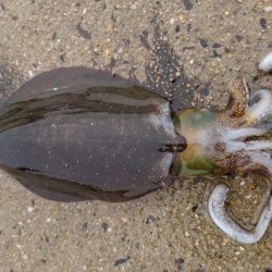 寒波明けのエギング