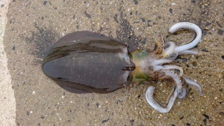 寒波明けのエギング