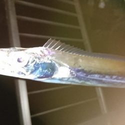 タチウオマイワシパターン継続中