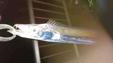 タチウオマイワシパターン継続中