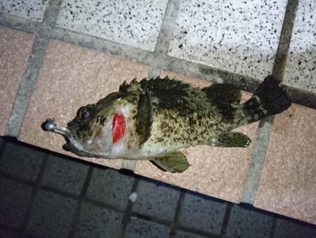 釣り初め