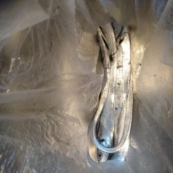 今季太刀魚完全燃焼