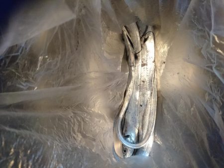 今季太刀魚完全燃焼