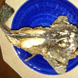 居残り太刀魚探索に