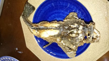 居残り太刀魚探索に