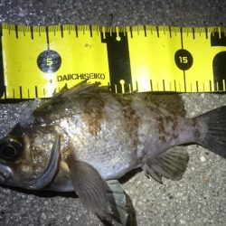 またまたアオリイカゲット！