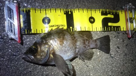 またまたアオリイカゲット！