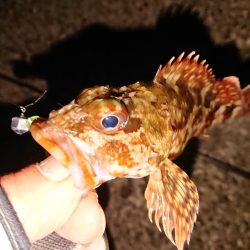 今季初のヤリイカGET