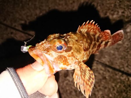 今季初のヤリイカGET