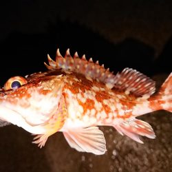 ようやくのメバル