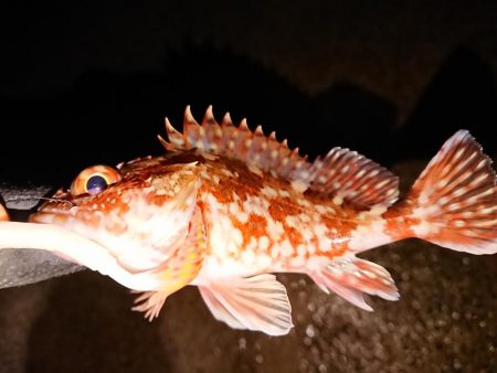 ようやくのメバル