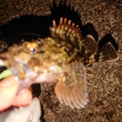 今日もヤリイカは釣れません