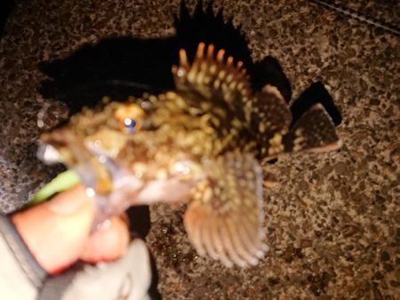 今日もヤリイカは釣れません