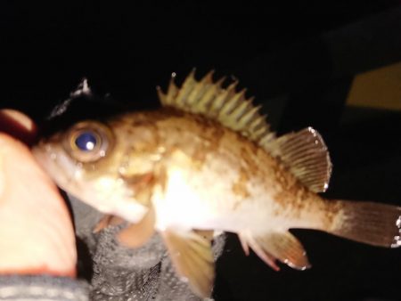 越前海岸ランガン