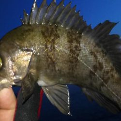 スーパーブルーブラッドムーン メバリング