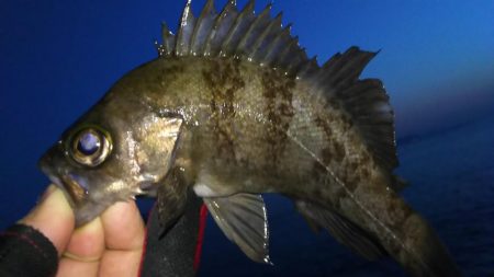 スーパーブルーブラッドムーン メバリング