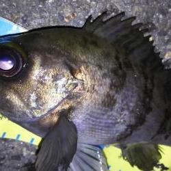 忍耐メバリング！