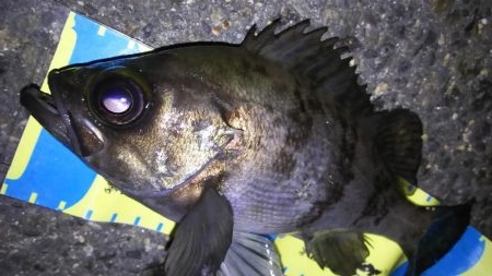 忍耐メバリング！