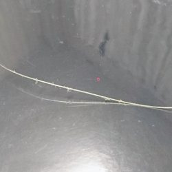 今年の初物釣れました❗ターポンです。