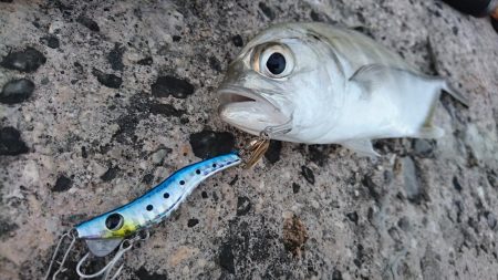 暴風の夕マズメにオニヒラアジ メタルマルでも釣れた