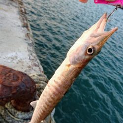 西表島でメアジが釣れました。