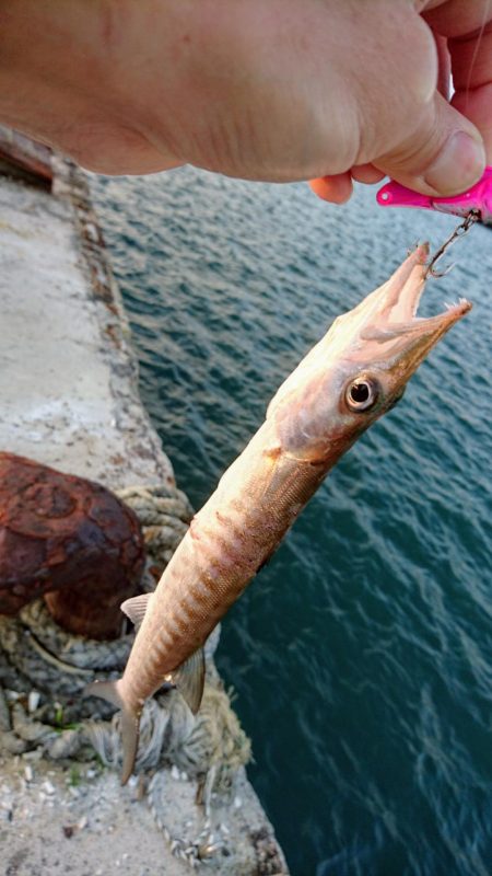 西表島でメアジが釣れました。