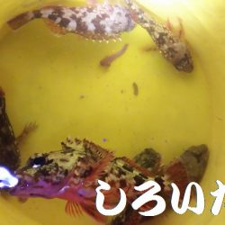 今年２回目の釣りはチビガッシー祭り！