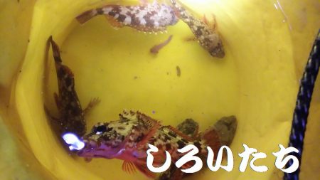 今年２回目の釣りはチビガッシー祭り！