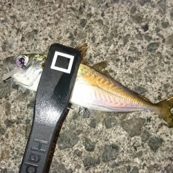 年越しアジング遠征