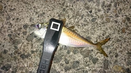 年越しアジング遠征