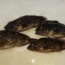 初釣りはめでたい