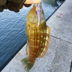 アジの入れ食い堪能